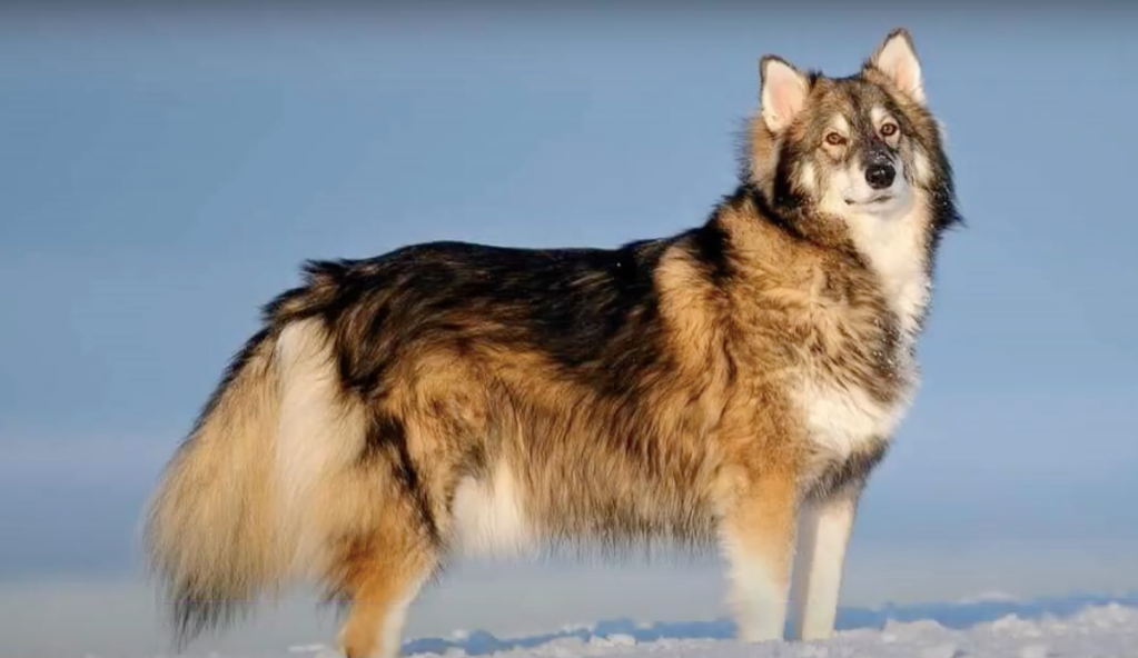 Beautiful Utonagan dog standing in a field of snow