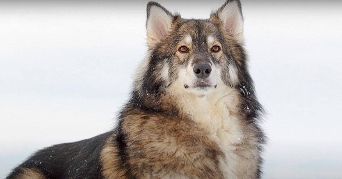 black utonagan dog