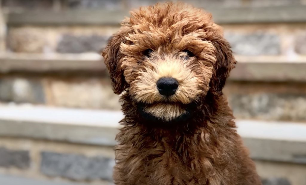Adorable closeup photo of a Whoodle, a popular doodle mix, sitting on stone steps.