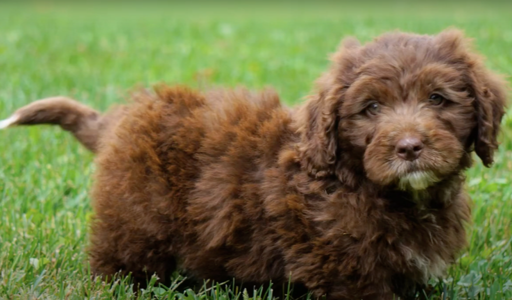 Photo of a brown Newfypoo puppy standing in the grass