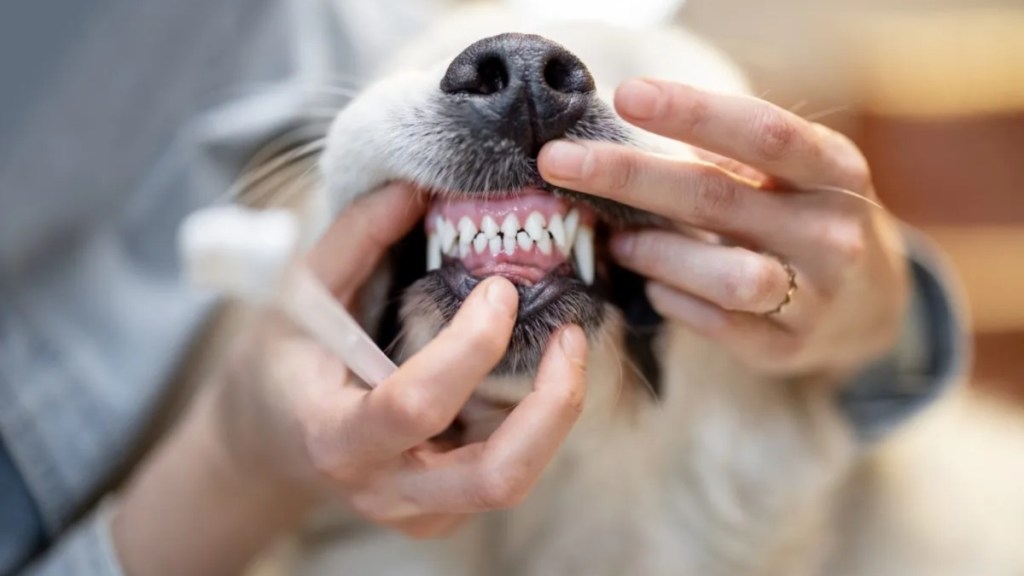 Opening dog's mouth for teeth cleaning.