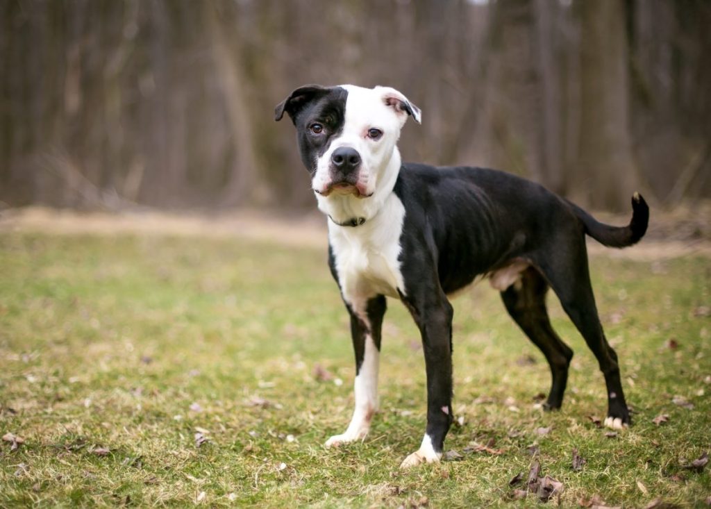 An emaciated Pit Bull Mix standing outdoors, like the shelter Pit Bull dog recently rescued