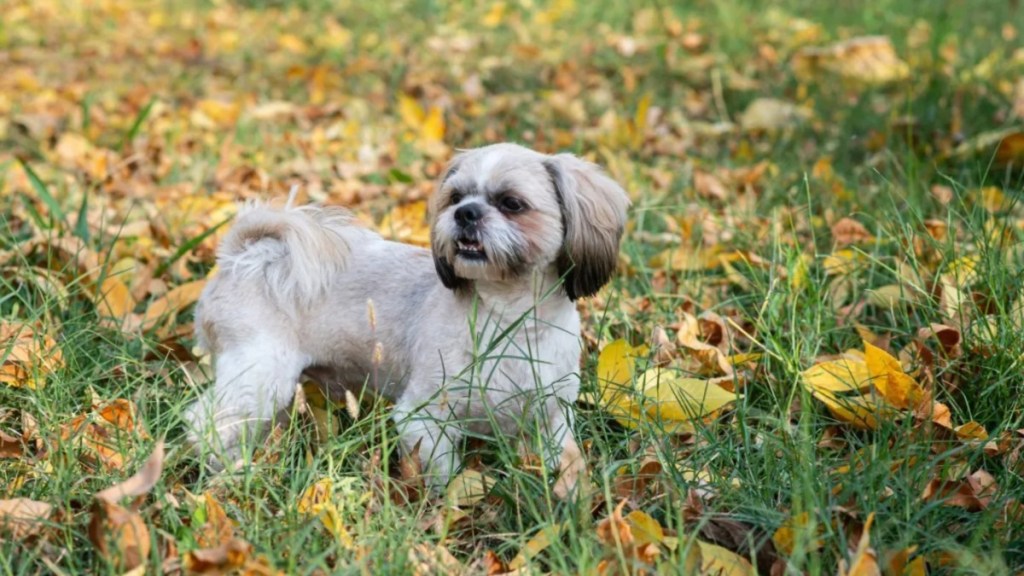 A white Shih Tzu standing on a field full of leaves, like the neglected Shih Tzu with fleas in North London