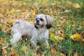 A white Shih Tzu standing on a field full of leaves, like the neglected Shih Tzu with fleas in North London