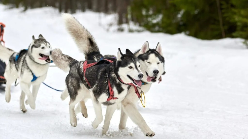 Running Husky dog on sled dog racing.