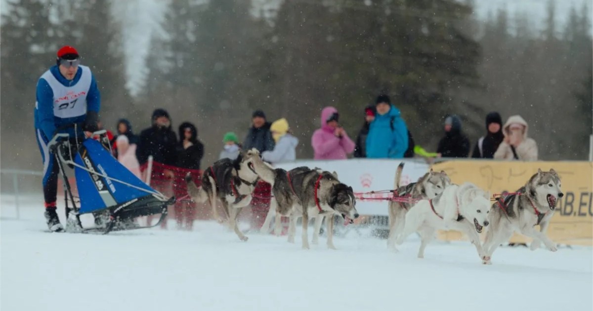 dog sled race DogTime