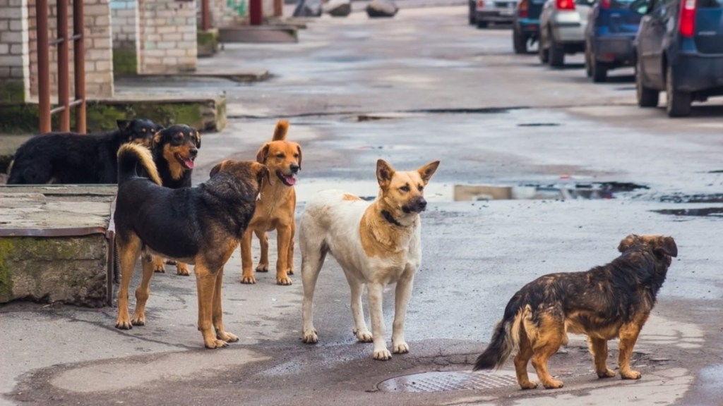 Stray dogs on street, a South Dakota bill aims to protect feral dog rescue groups.