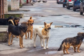 Stray dogs on street, a South Dakota bill aims to protect feral dog rescue groups.