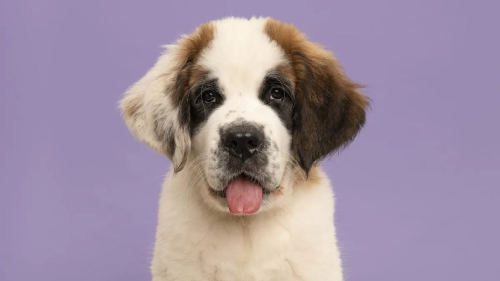A Saint Bernard puppy looking at the camera with tongue sticking out, like the St. Bernard puppy who's gone viral on TikTok for her impressive size