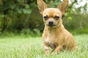 A brown Chihuahua sitting in a green field, a stranger kicked a dog in Upper West Side, New York