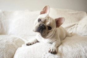 A white French Bulldog lying down on a white couch, like the French Bulldog in the viral TikTok clip