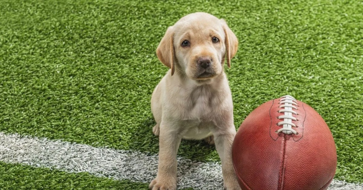 Tampa Bay Dogs Heading to Puppy Bowl