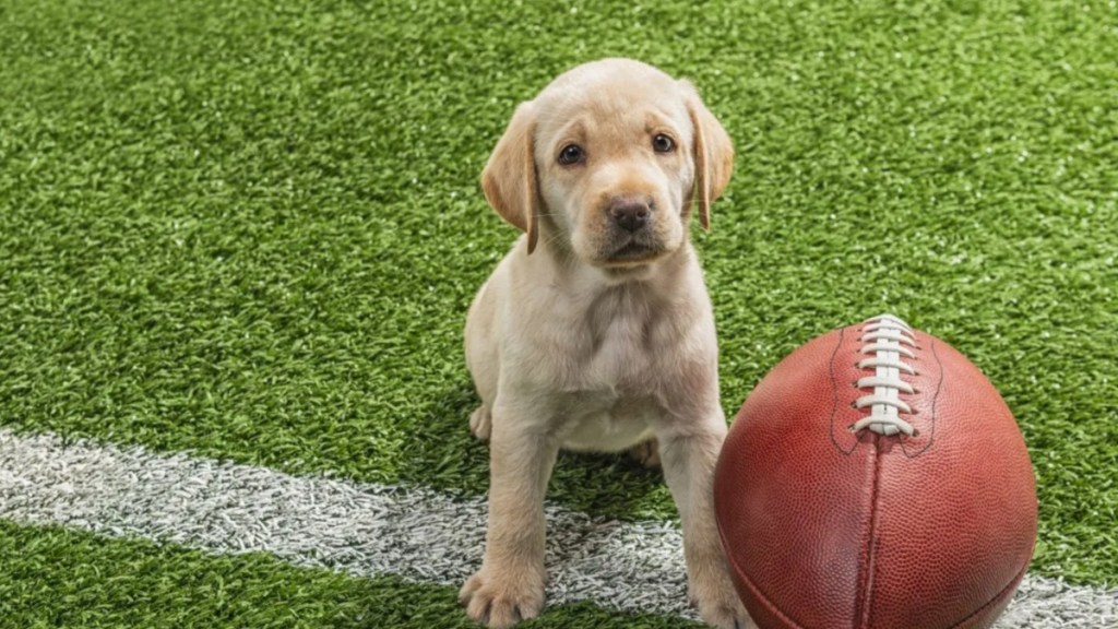 A puppy with a football, like the Tampa Bay puppies in Puppy Bowl XX.