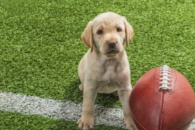 A puppy with a football, like the Tampa Bay puppies in Puppy Bowl XX.