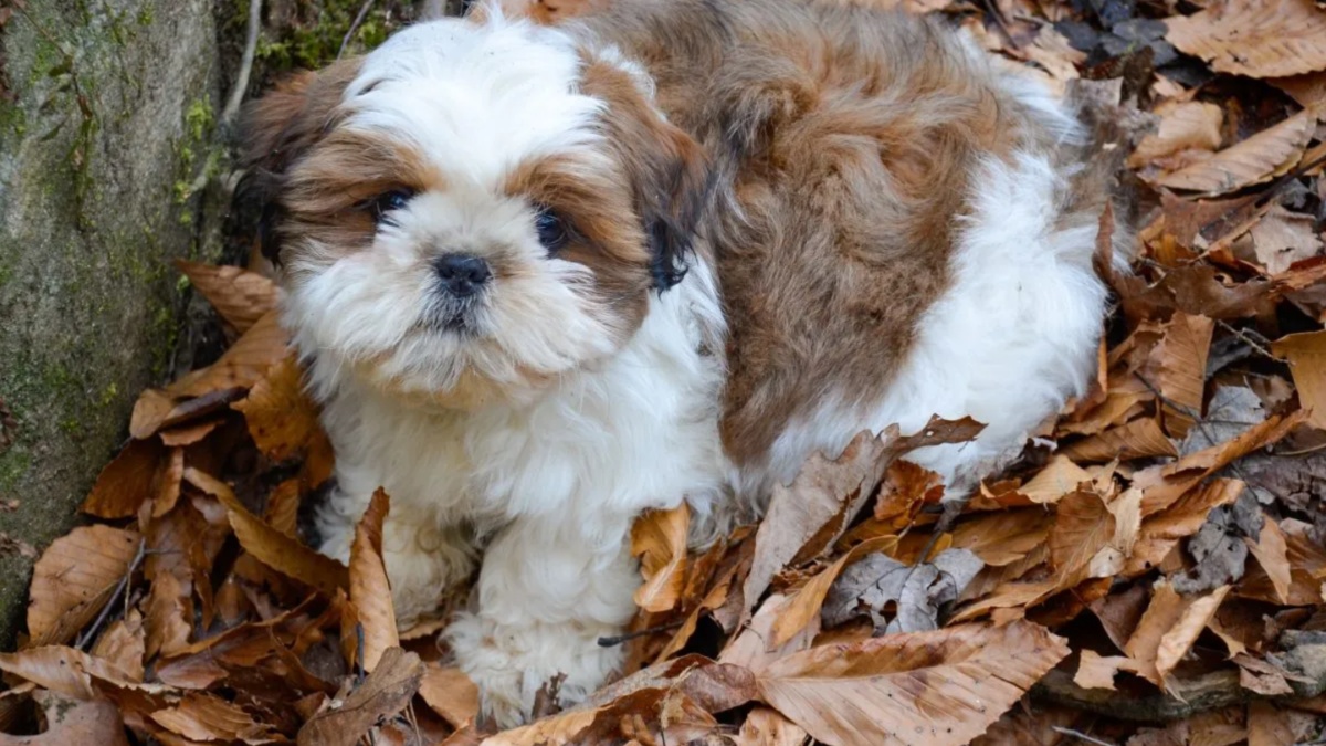 Tiny Dog Rescued, Sparks RSPCA Inquiry After Near-Death Experience