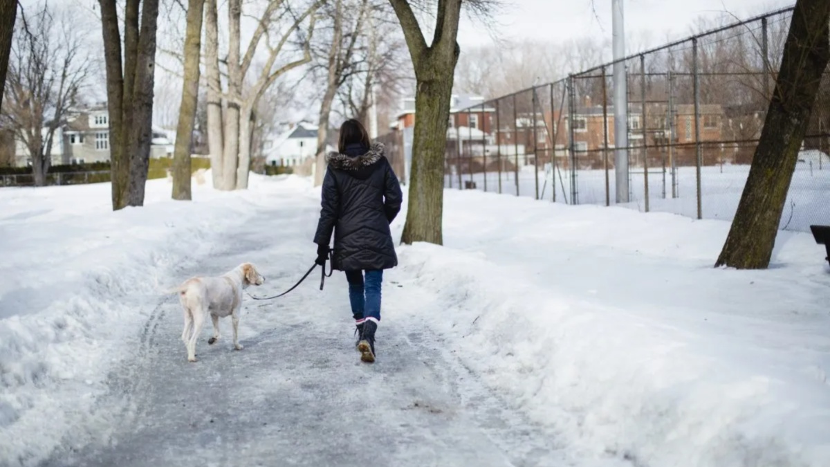Temperature That's Too Cold for Dog Walks Revealed by Expert