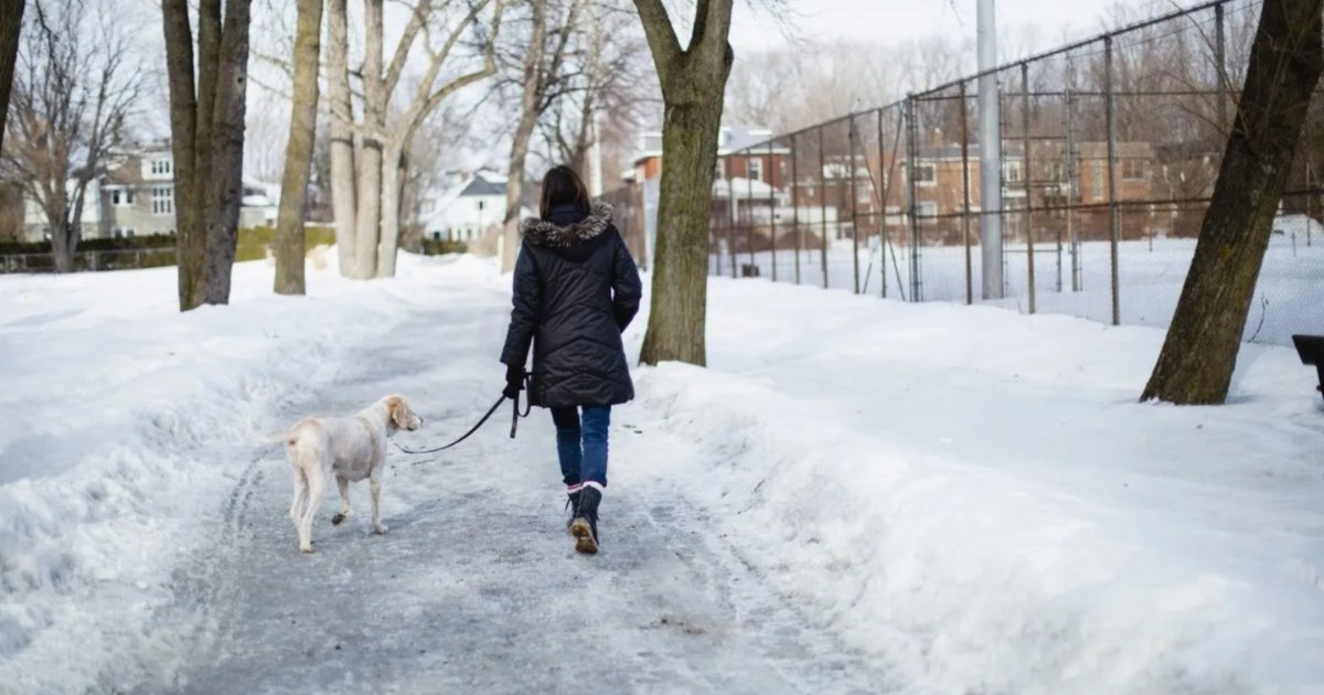 Temperature That's Too Cold for Dog Walks Revealed by Expert
