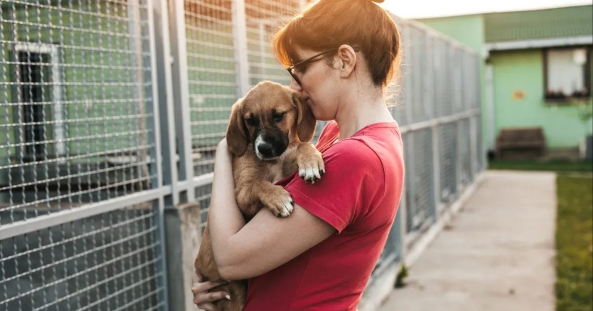 Utah To Become Largest No Kill State in US