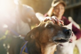 Close-up of mixed breed dog being pet by his dog walker.