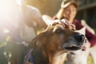 Close-up of mixed breed dog being pet by his dog walker.