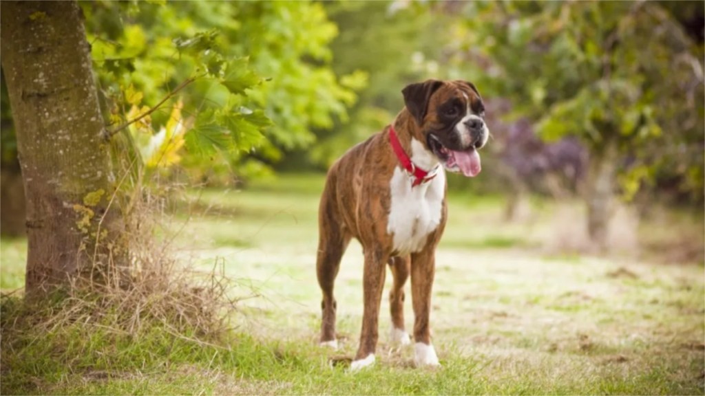 A Boxer wearing a red collar standing next to a tree, Pennsylvania police charged a woman for drugging her dog, a Boxer, and sexually abusing him.