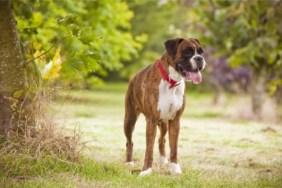 A Boxer wearing a red collar standing next to a tree, Pennsylvania police charged a woman for drugging her dog, a Boxer, and sexually abusing him.
