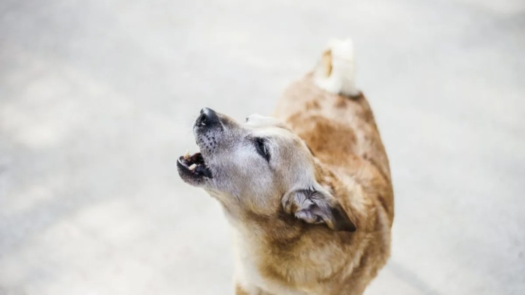 Portrait of little dog howling with mouth open.