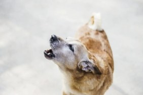Portrait of little dog howling with mouth open.