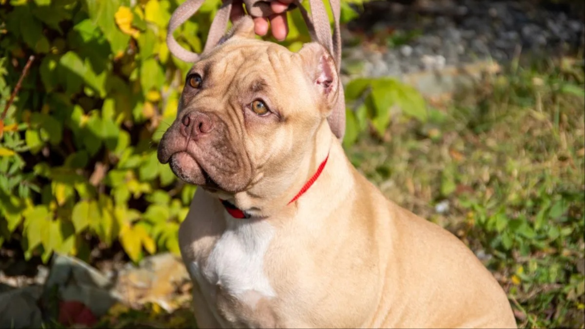 England's XL Bully Dog Ban Might Get a Judicial Review