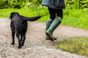 Labrador with owner, like the incident on Yorkshire farm in which the farmer has been fined.