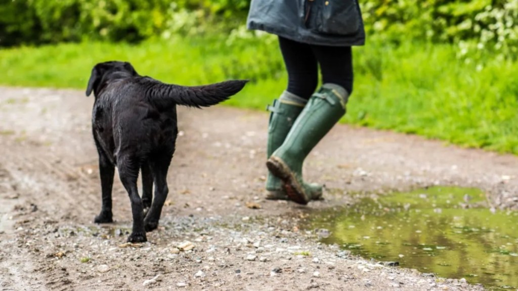 Labrador with owner, like the incident on Yorkshire farm in which the farmer has been fined.