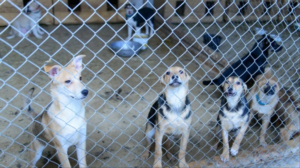 Several dogs locked behind a mesh at a shelter, a veterinary technician at the Shanderin Kennels said it will be heartbreaking for them to see the 31 abandoned dogs euthanized