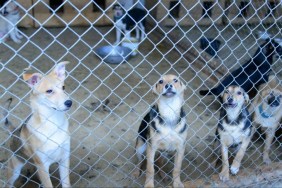Several dogs locked behind a mesh at a shelter, a veterinary technician at the Shanderin Kennels said it will be heartbreaking for them to see the 31 abandoned dogs euthanized
