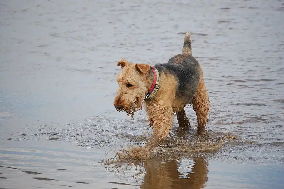 An Airedale Terrier pup playing in the sea.