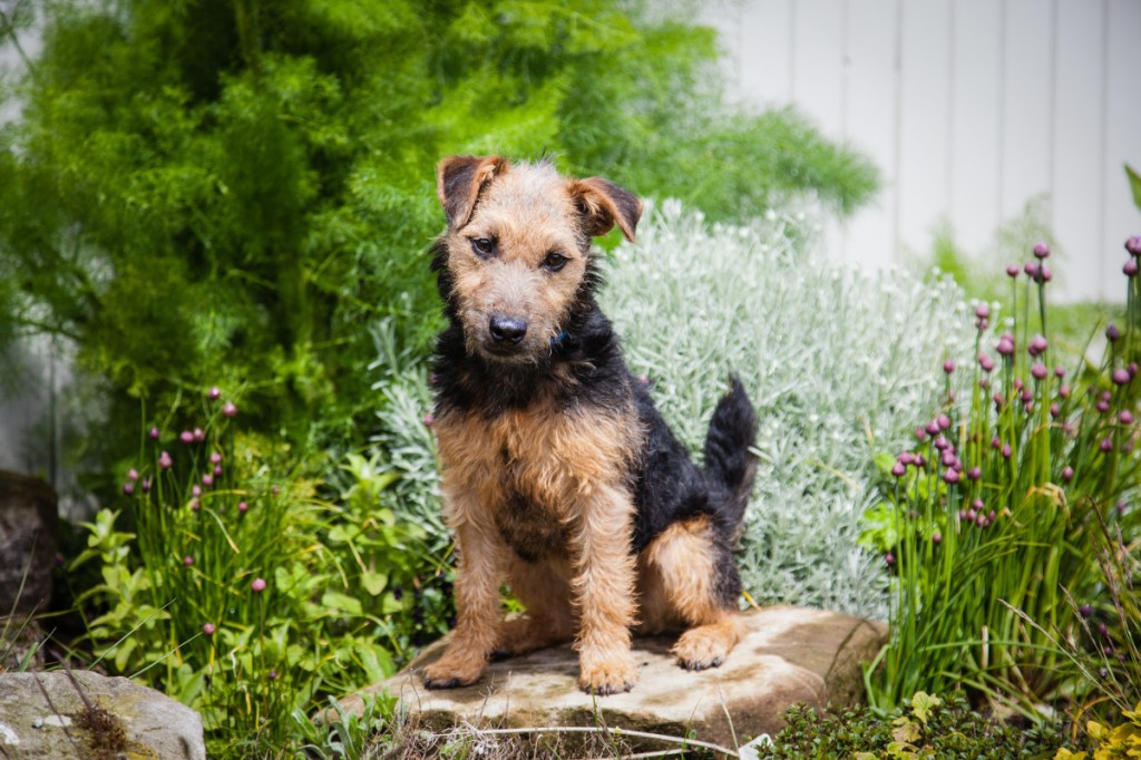 An Airedale Terrier pup sitting.
