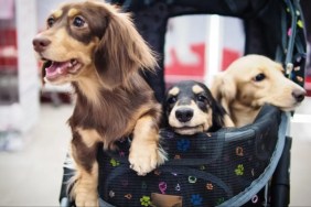 Three dogs in a stroller, many cities in the U.S. are choosing to have dogs over kids.