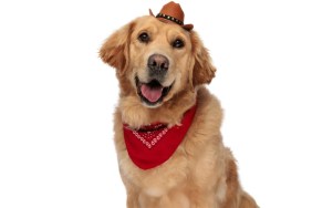 cowboy puppy