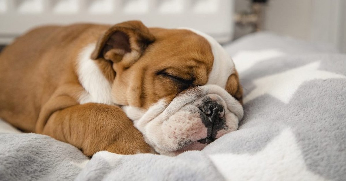 Do Dogs Snore? Is Snoring Loudly Normal for Puppies & Older Dogs?