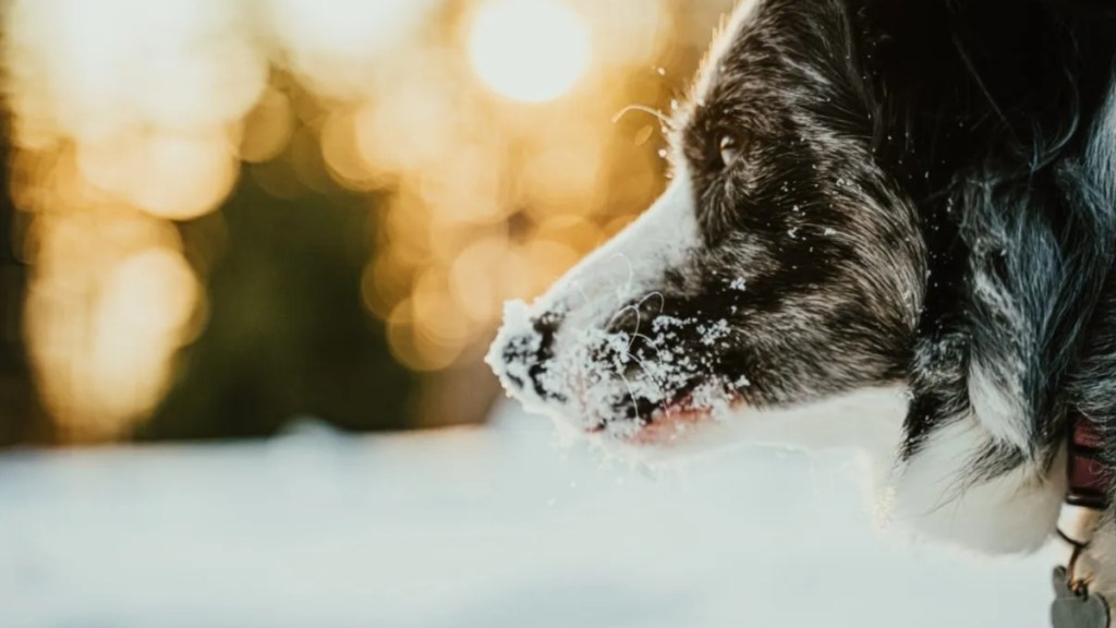 A close-up of dog in snow, like the dog who got lost in a Colorado avalanche.