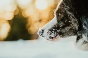 A close-up of dog in snow, like the dog who got lost in a Colorado avalanche.