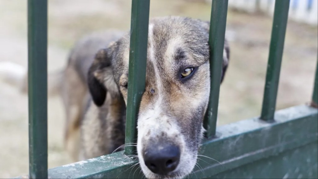 Dog at a shelter sticking out nose between the bars of a door, the California dog freed from a biscotti basket is now at a rescue awaiting adoption