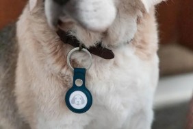 dog collar safety