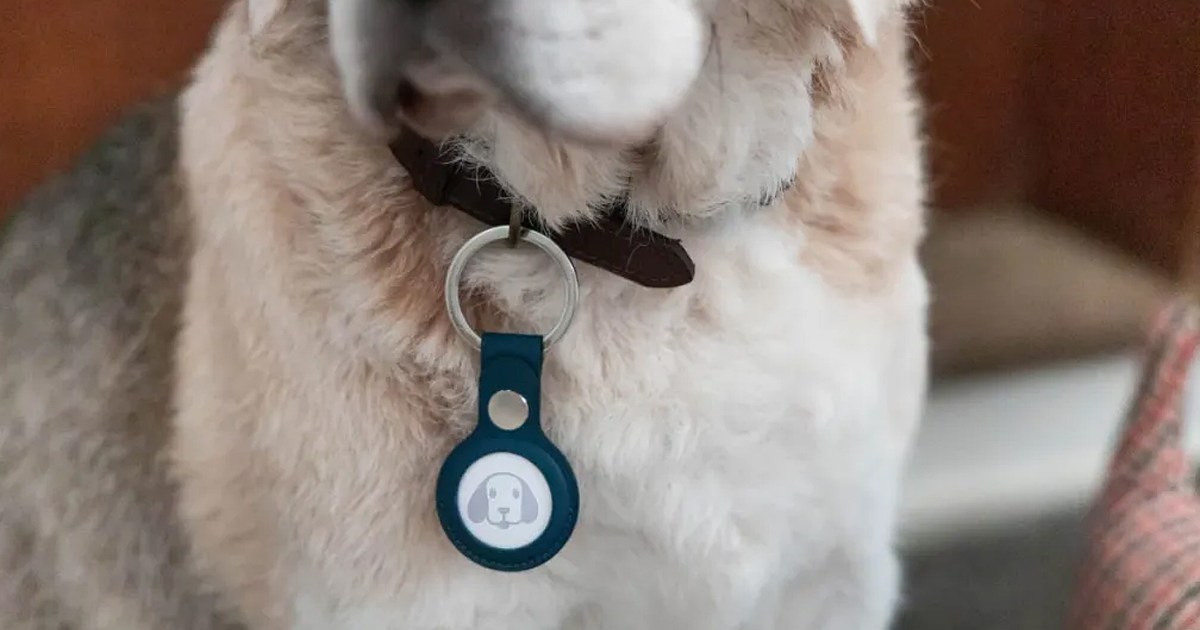 Crucial Dog Collar Safety Lesson Taught in Viral TikTok Video