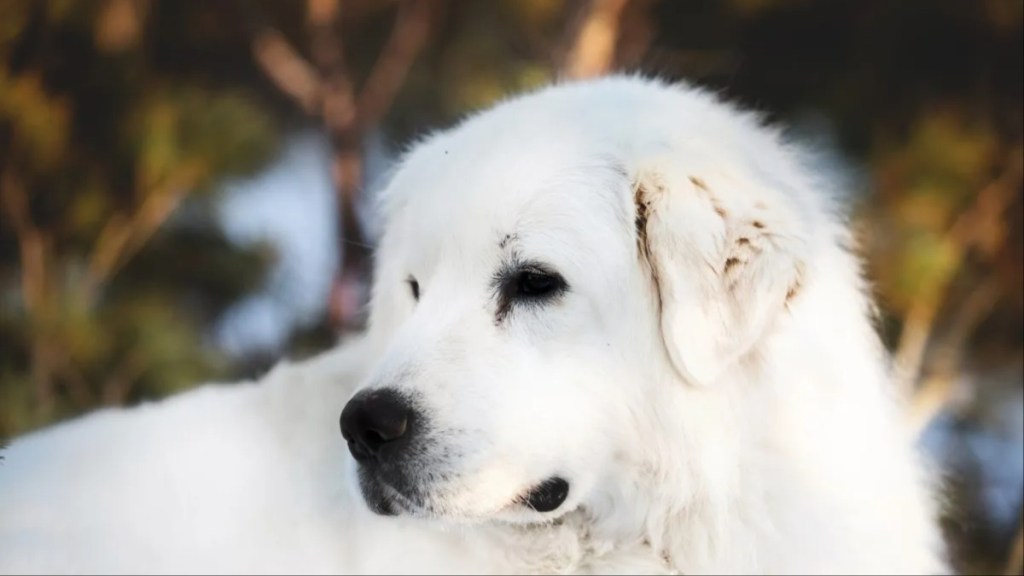 A Great Pyrenees dog, like the one who was shot and got caught in a coyote trap.