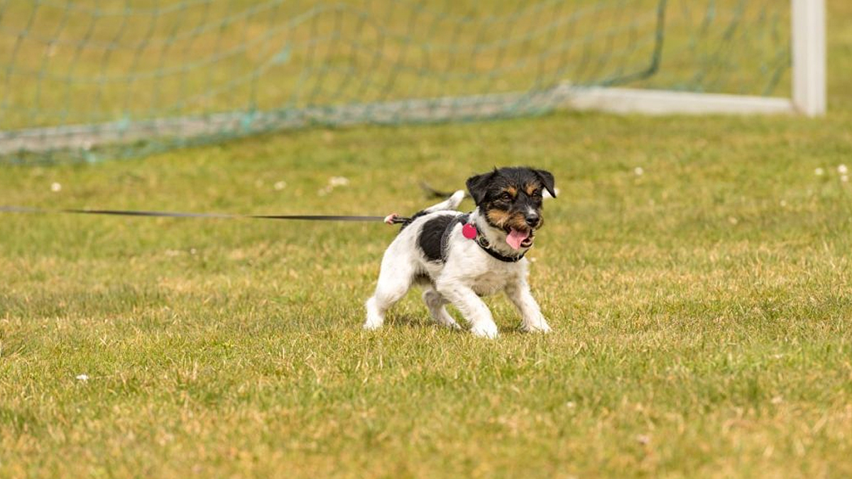 Soccer Match Interrupted Twice Due to Dog Poop on Pitch in Penrith, UK