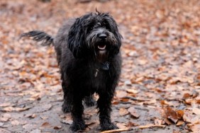 A young black doodle dog walking in a forest.