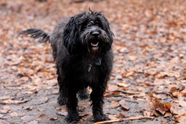 A young black doodle dog walking in a forest.