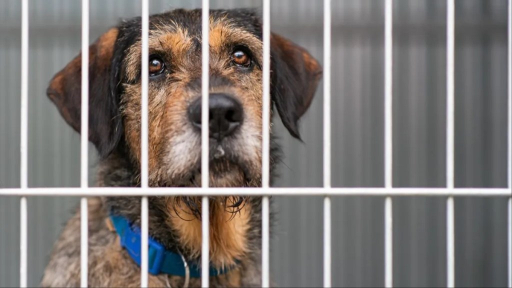 A sad-looking dog behind bars at an animal shelter, like the dog returned to shelter just a day after adoption