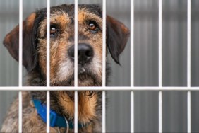 A sad-looking dog behind bars at an animal shelter, like the dog returned to shelter just a day after adoption
