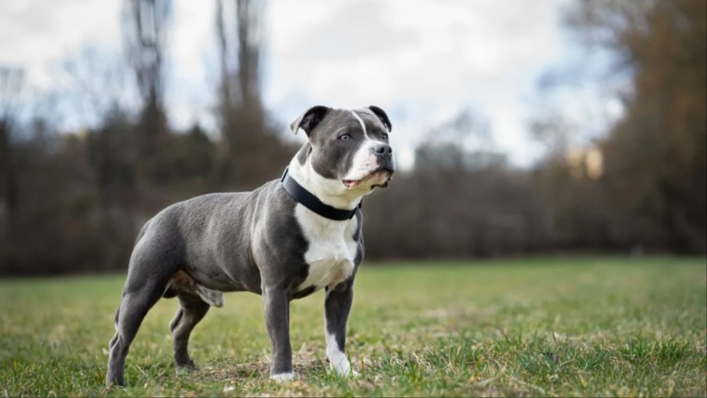 Staffordshire Terrier standing on field.